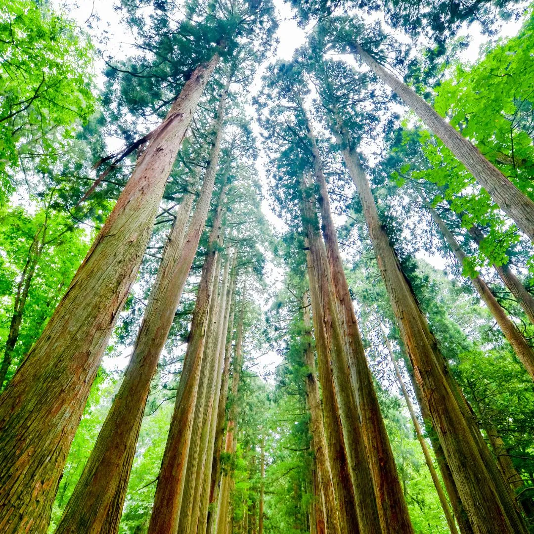 Probiotic Aftershave - Earth   Wood