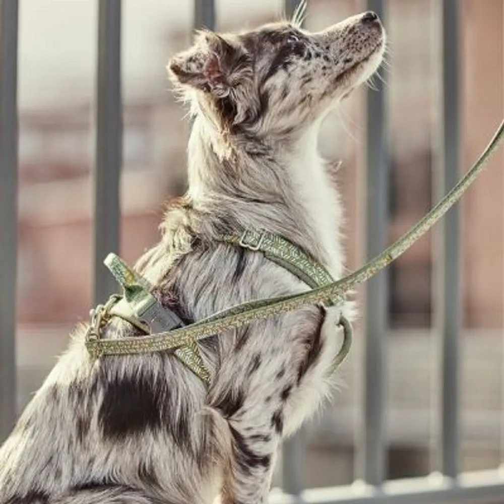 Raxxle Dazzle Dog Standard Leash